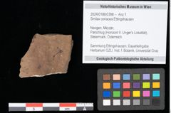 Foto (Objekt + Etikett) von Smilax coriacea Ettingshausen (NHMW-GEO-2024-0188-0398)